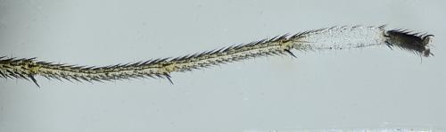 Réf. 345 628 : Sciapus pallens
